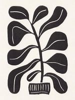 Alisa Galitsyna - Linosnede Kamerplant