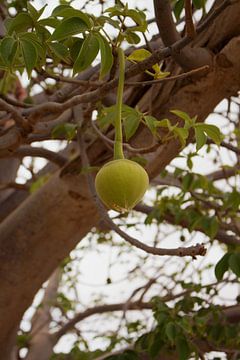 Vrucht van een Baobab boom van Audrey Nijhof