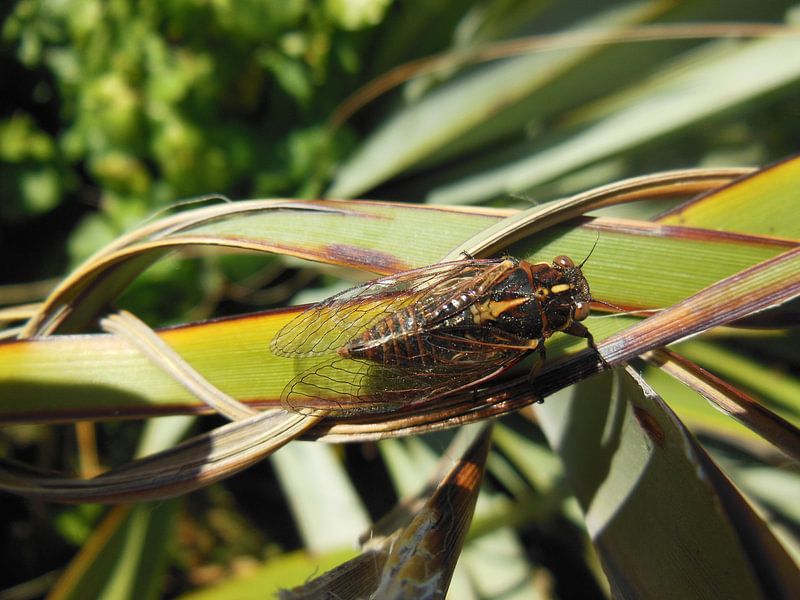 Cicada van Joelle van Buren