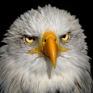 Weißkopfseeadler