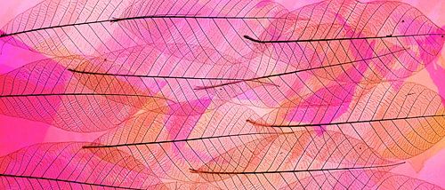 Vrolijke,abstracte foto met skelet blad. Skeleton leaves .