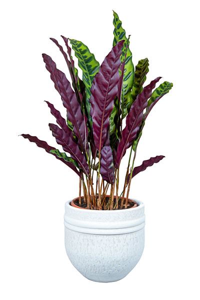 Calathéa plante d'intérieur sur fond blanc par ManfredFotos