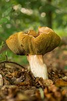 Boletis Edulis mushroom in Winterswijk in the Netherlands