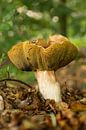 Boletis Edulis mushroom in Winterswijk in the Netherlands by Tonko Oosterink thumbnail