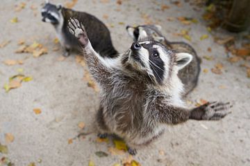 Raccoon family begging for food