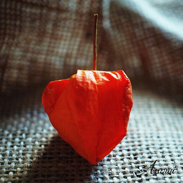 Physalis von Iwona Sdunek alias ANOWI