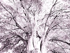 Tree Magic 142-B