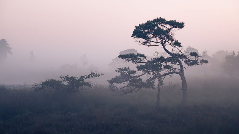 Morning red through the fog by Sven Dirkx