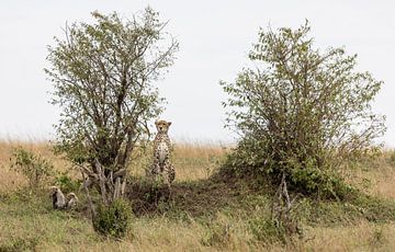 Naishipa with cubs