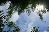 Tropical trees in the sky