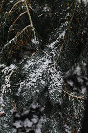 Sapin des neiges sur Jan Willem De Vos