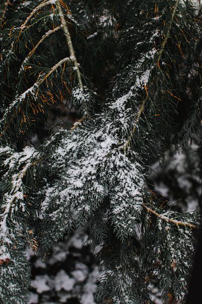 Snowy fir tree by Jan Willem De Vos