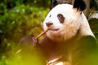 Essender Panda von Michael Bollen Miniaturansicht