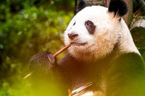 Manger du panda sur Michael Bollen