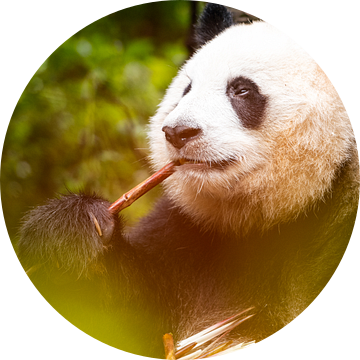 Panda aan het eten van Michael Bollen
