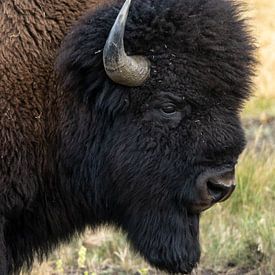 Bizon close up in Yellowstone National Park, USA van Jeroen van Deel