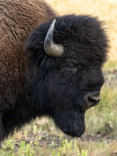 Bizon close up in Yellowstone National Park, USA