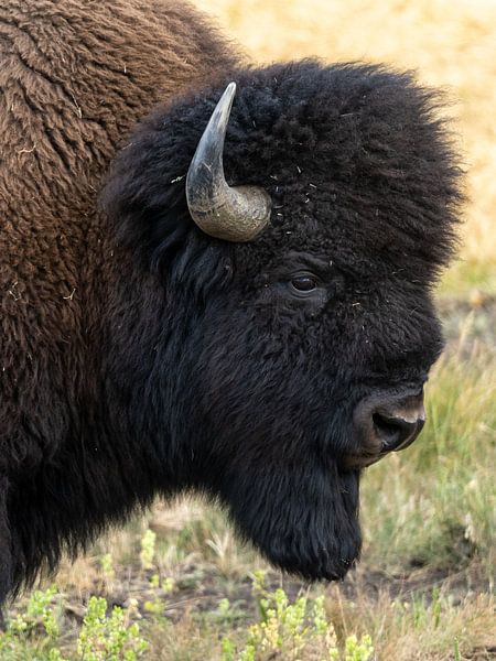 Bison close up in Yellowstone National Park, USA by Jeroen van Deel