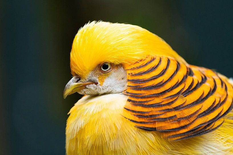 Faisan d'or jaune, Chrysolophus pictus par Brigitte Wirschell