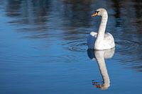 Cygne sur le lac
