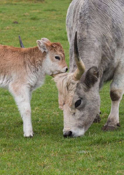 Ungarische Kuh mit ihrem Kalb von Alie Messink