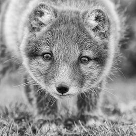 A young Icelandic Arctic fox by Menno Schaefer