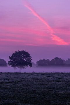 Paarse zonsopgang op de veluwe van Martijn Aleman