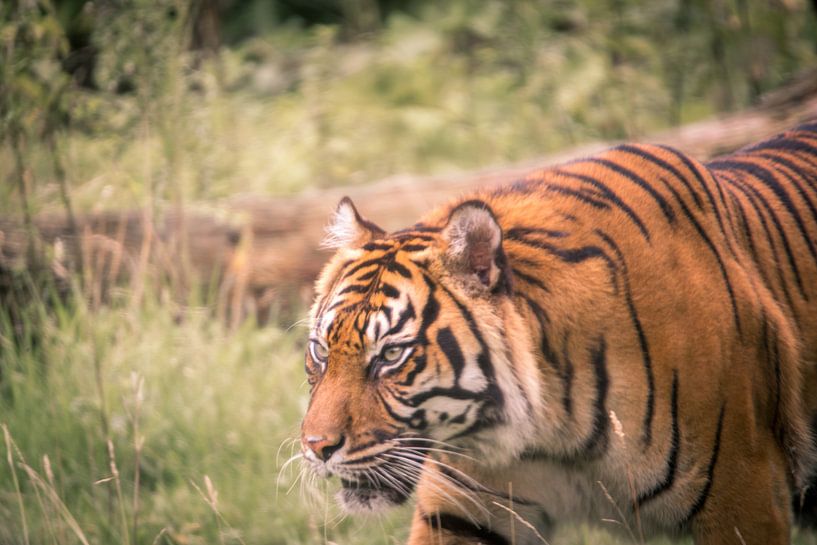 Tijger by Bart Berendsen