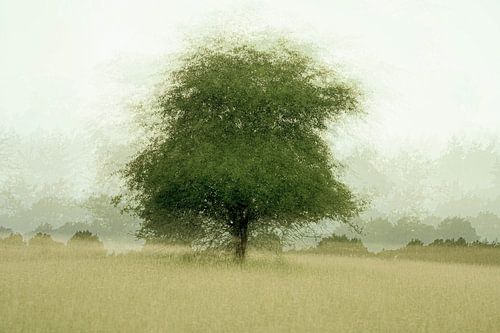 Wolfhezerheide part 132