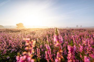 Un matin brumeux sur la lande pourpre. sur Nederlandschap