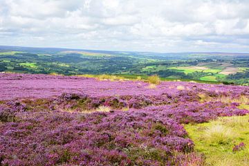 Heather Blossoming in the North York Moors van Gisela Scheffbuch
