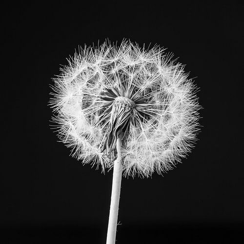 Vruchtpluis paardenbloem zwart-wit