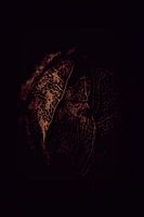 Physalis
