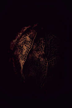 Physalis