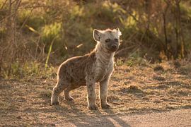 a spotted hyena cub by merle van de laar