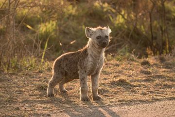 een gevlekte hyena welp van merle van de laar