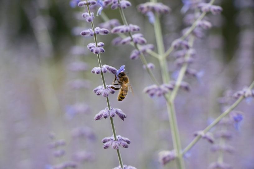 bee on a flower by Elien Voets