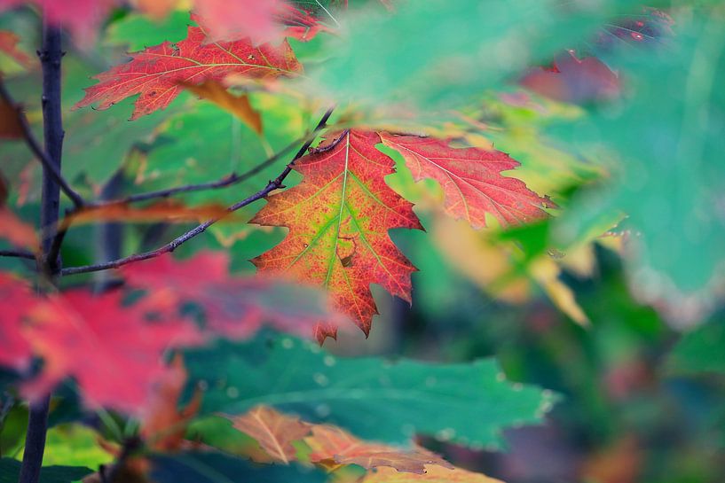 colouring.... by Els Fonteine