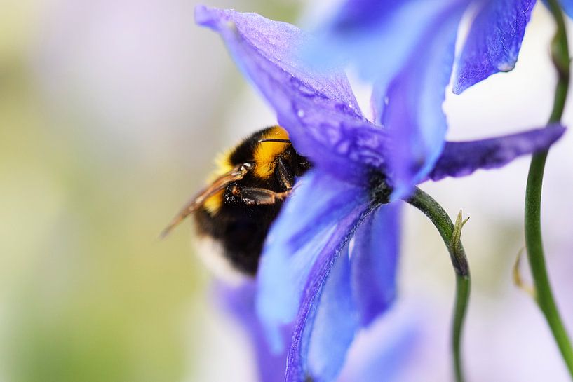 Hommel verzameld stuifmeel von Aafke's Art