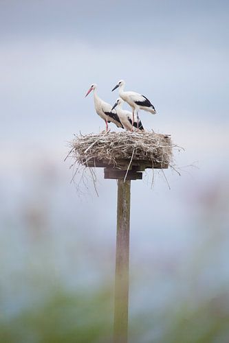 Storch mit Jungtieren