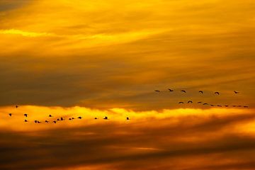 Grues en vol dans un coucher de soleil en automne sur Sjoerd van der Wal Photographie