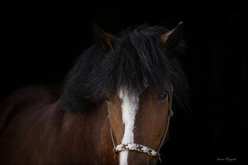 Porträt eines Ponys