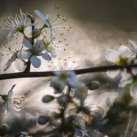 leuchtende Blüte von Marijke Groos