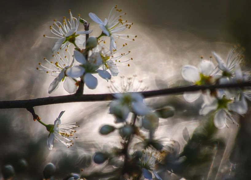 luminous blossom by Marijke Groos