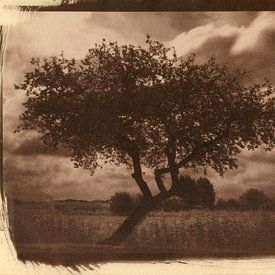 Appelboom in een veld, agrarisch landschap van Mark van Hattem