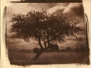 Pommier dans un champ, paysage rural sur Mark van Hattem