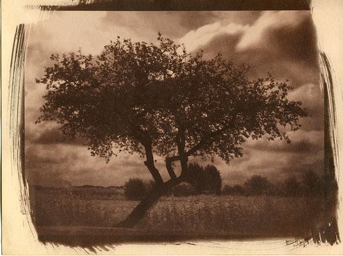 Appletree in a field, rural landscape by Mark van Hattem
