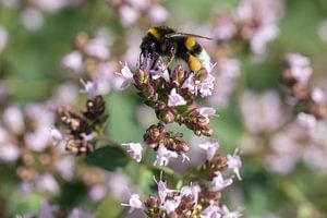 Hummel auf lila Blüten