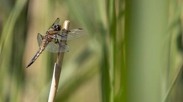 Four-spotted chaser: Dragonfly in the reeds
