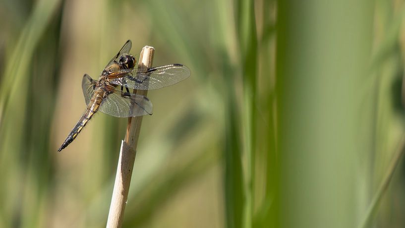 Four-spotted chaser: Dragonfly in the reeds by Bas Ronteltap